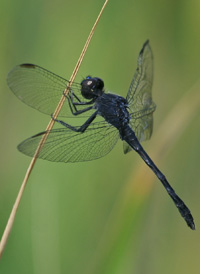 Seaside Dragonlet